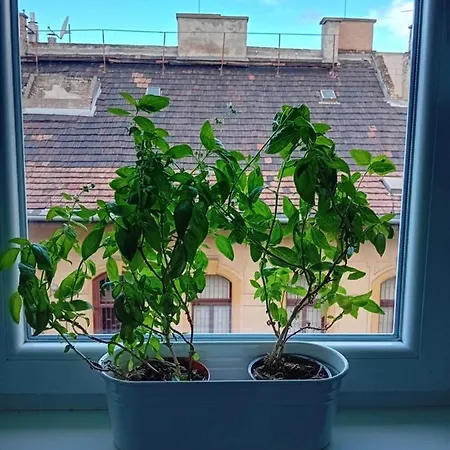 Apartment Octopus